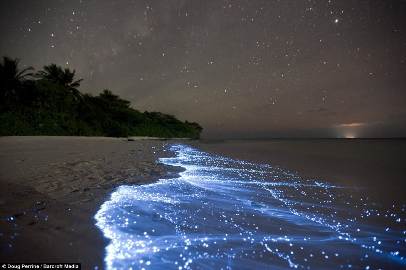 bioluminescent beach, malediwy