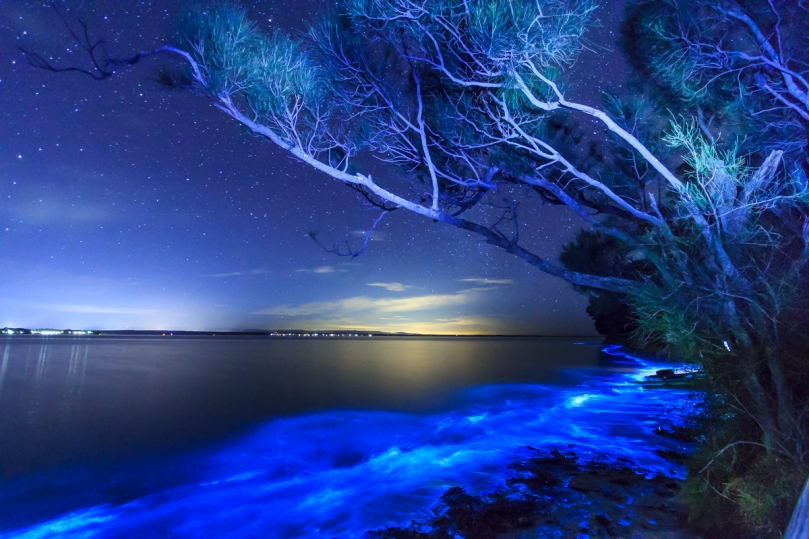 bioluminescent plaża, malediwy